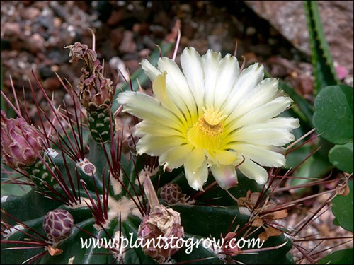 Emory's Barrel Cactus (Ferocactus emoryi)
Reddish buds open to a yellow flower.
